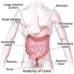 image of the colon anatomy